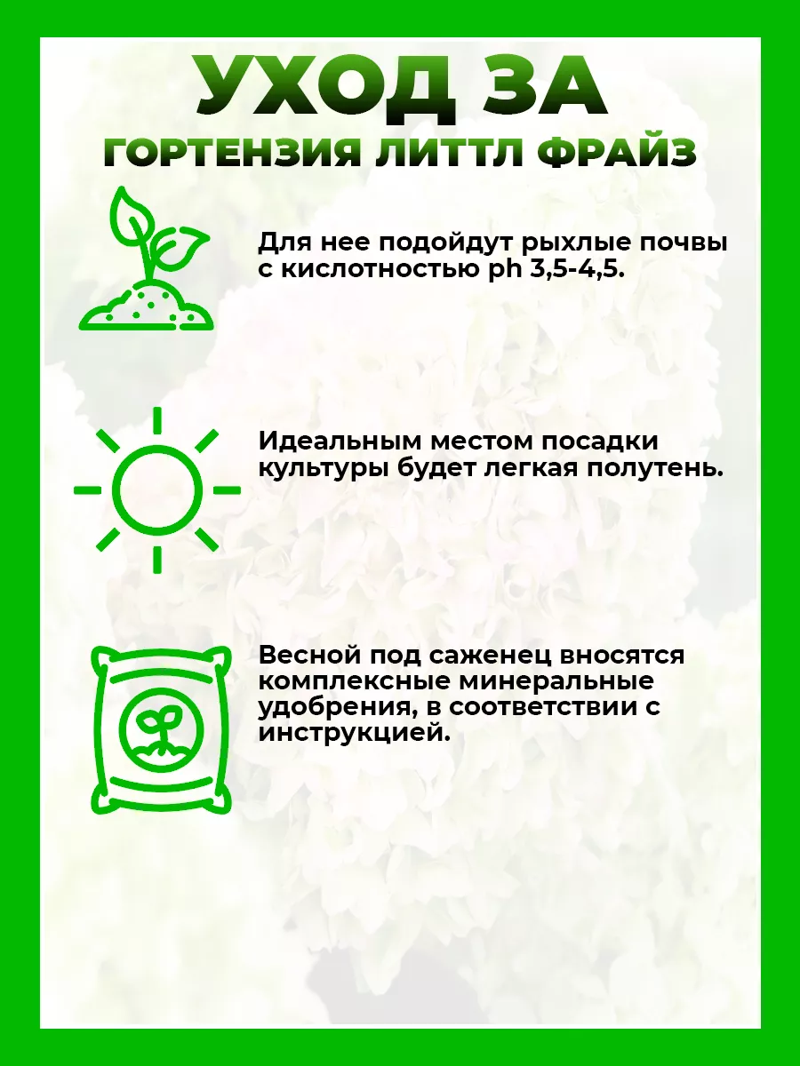 Гортензия метельчатая Литтл Фрайз