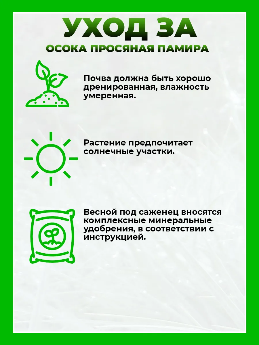 Осока просяная Памира