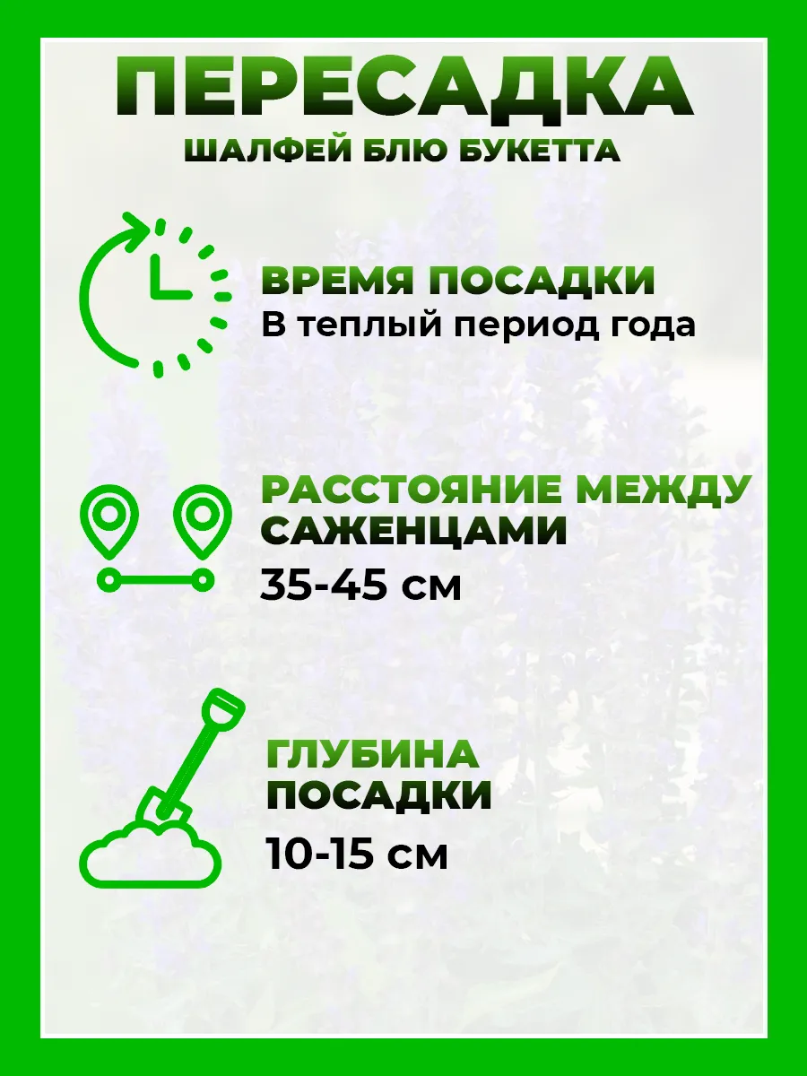 Шалфей дубравный Блю Букетта