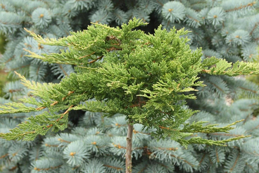 Можжевельник горизонтальный Принц Уэльский штамб