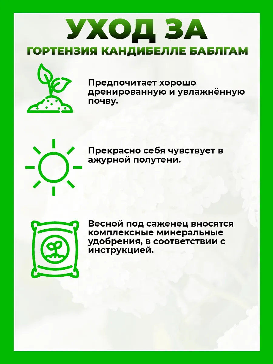 Гортензия древовидная Кандибелле Баблгам
