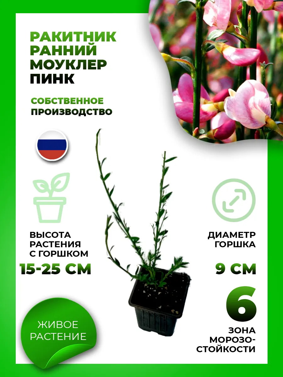 Ракитник ранний Моуклер Пинк