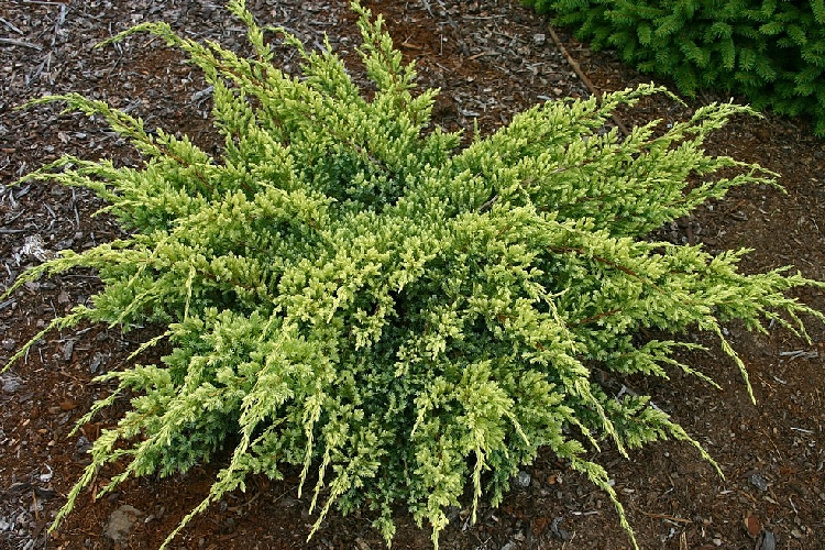 можжевельник дрим джой