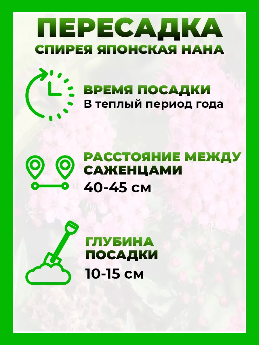 Спирея японская Нана