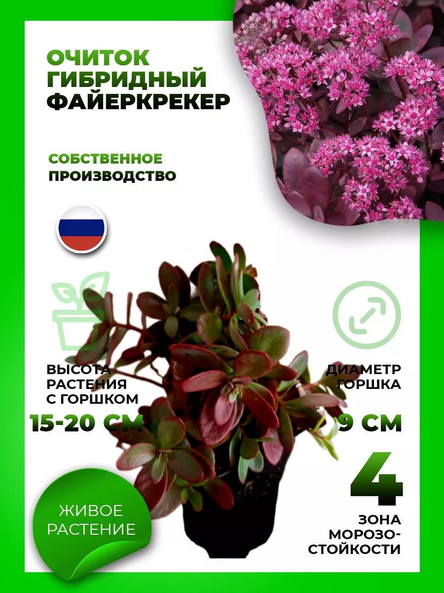 Очиток гибридный Файеркрекер