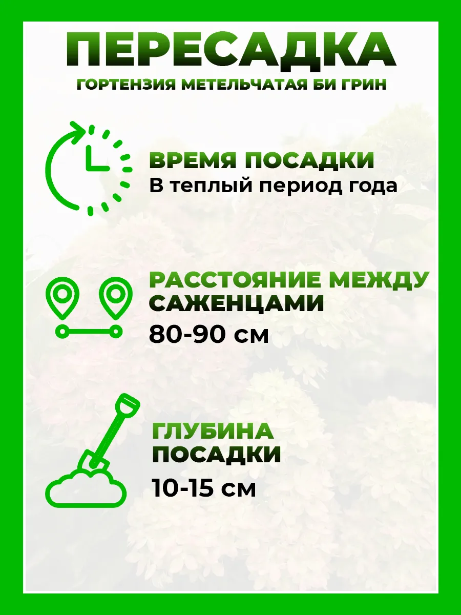 Гортензия метельчатая Би Грин