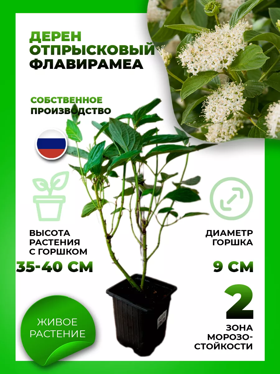 Дерен отпрысковый Флавирамеа