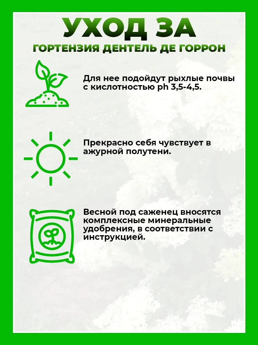 Гортензия метельчатая Дентель де Гаррон