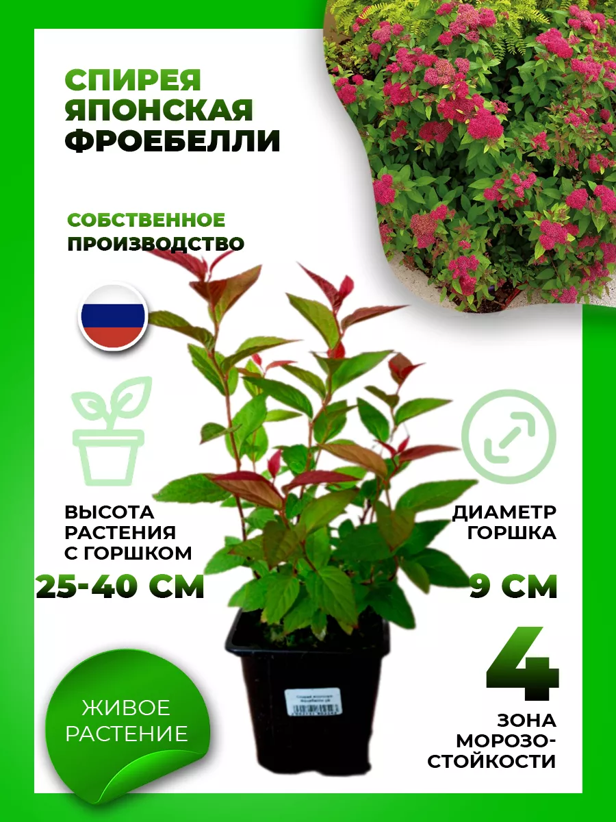 Спирея японская Фробели