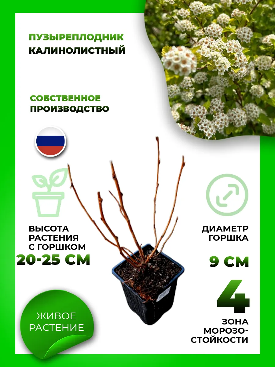 Пузыреплодник калинолистный