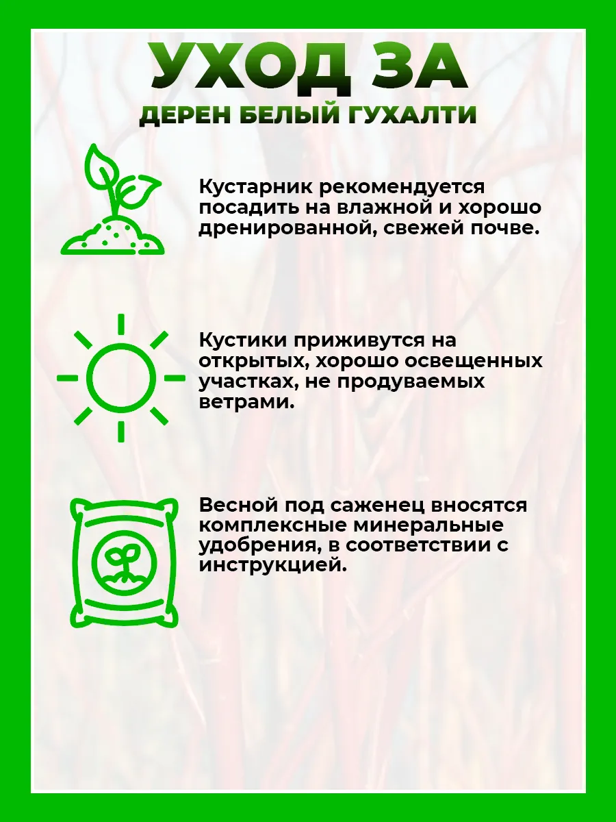 Дерен белый Гухалти