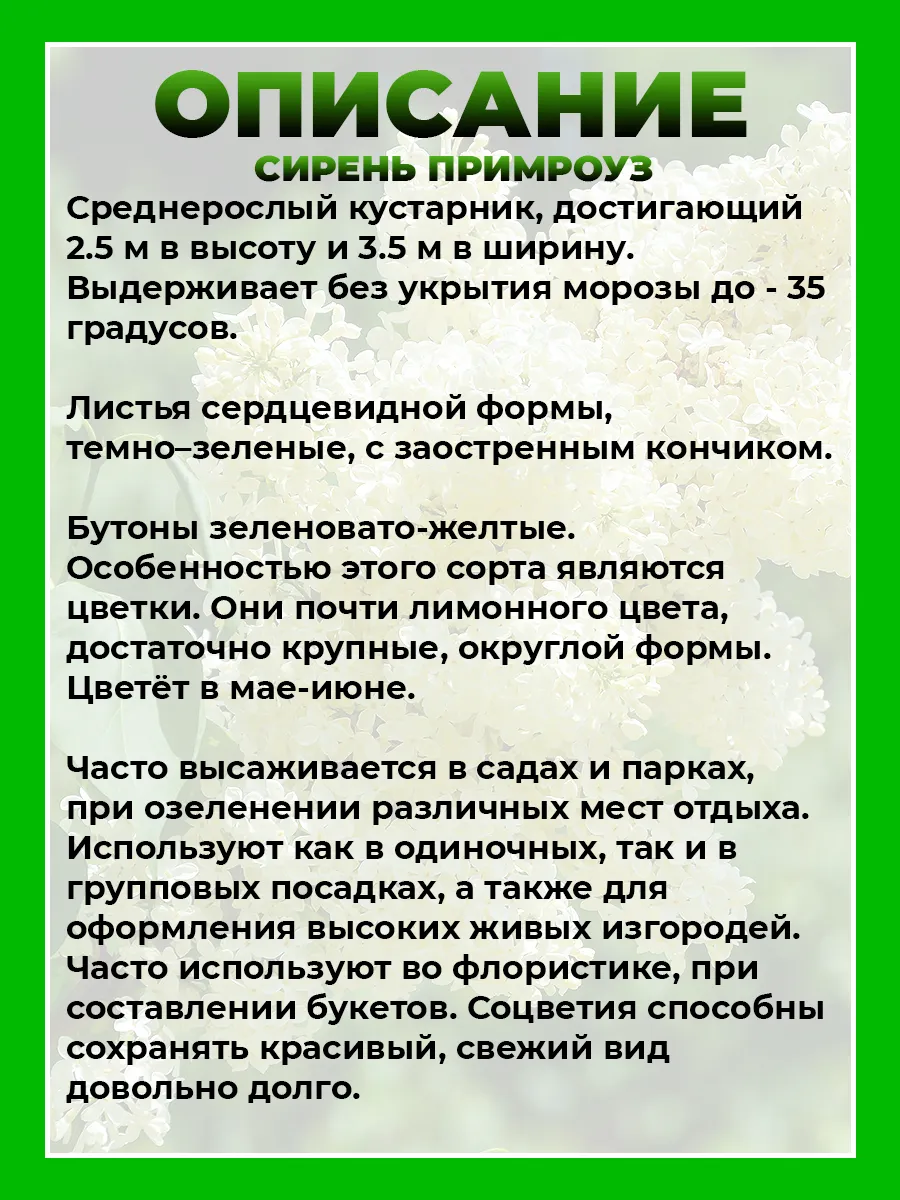 Сирень обыкновенная Примроуз