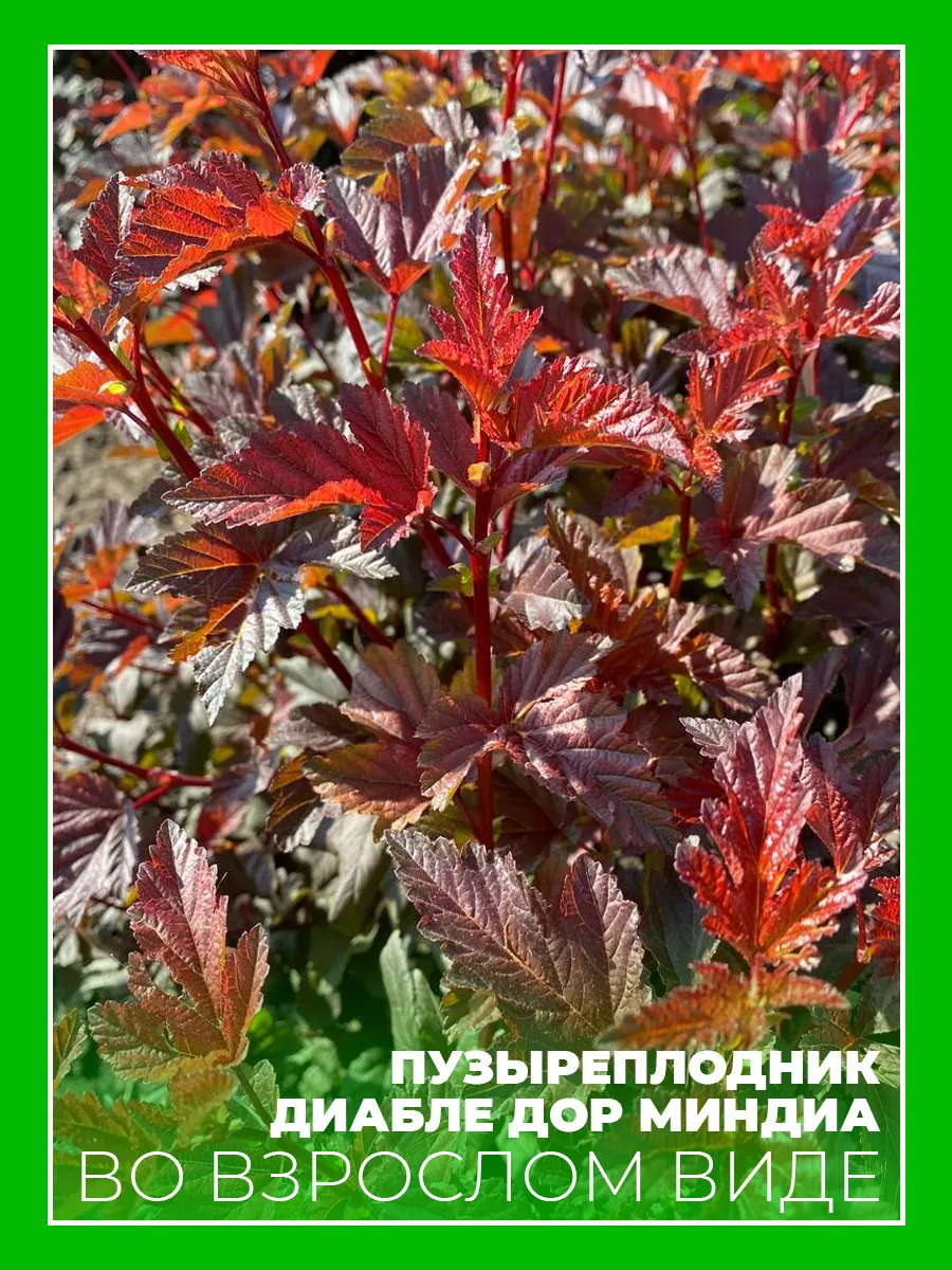 Пузыреплодник калинолистный Диабле ДOр Миндиа