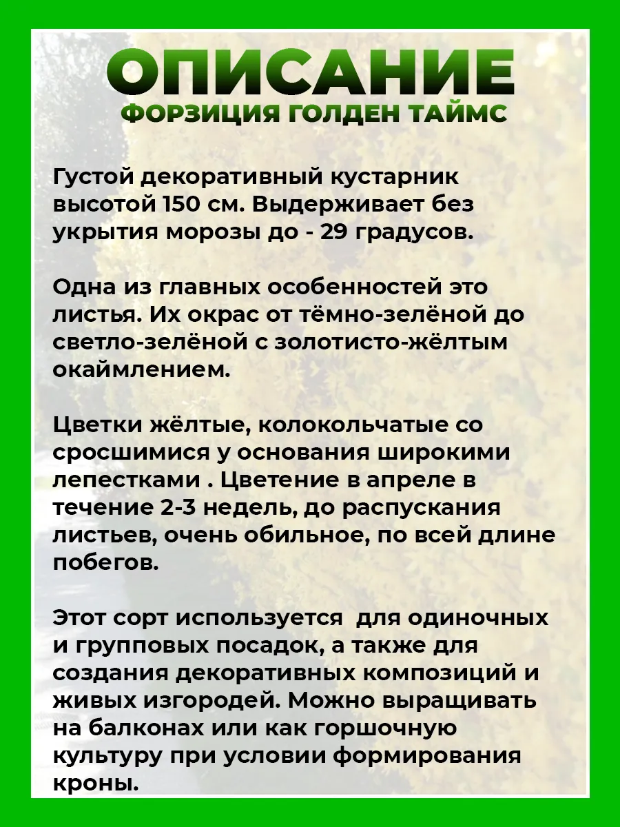 Форзиция промежуточная Голден Таймс