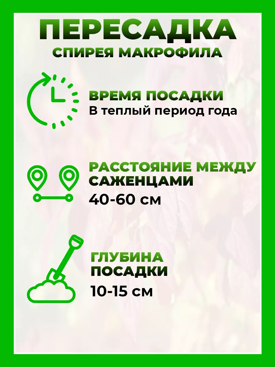 Спирея японская Макрофила