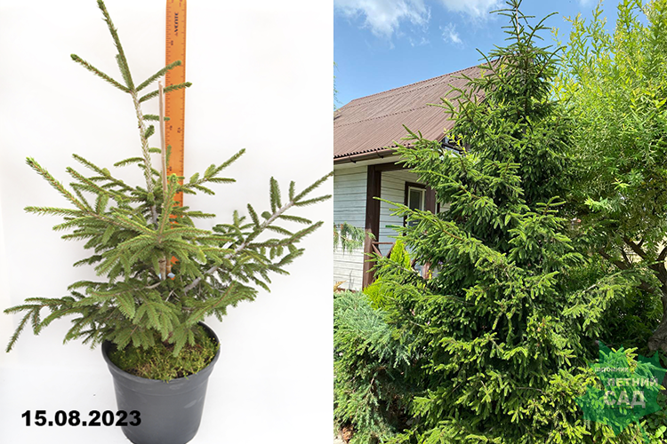 Ель восточная Ауреоспиката С10