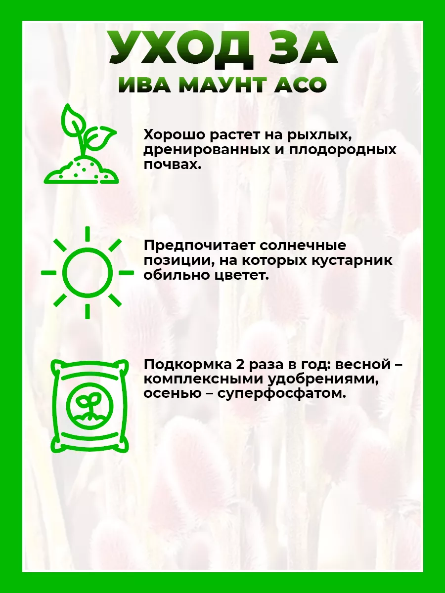 Ива тонкостолбиковая Маунт Асо