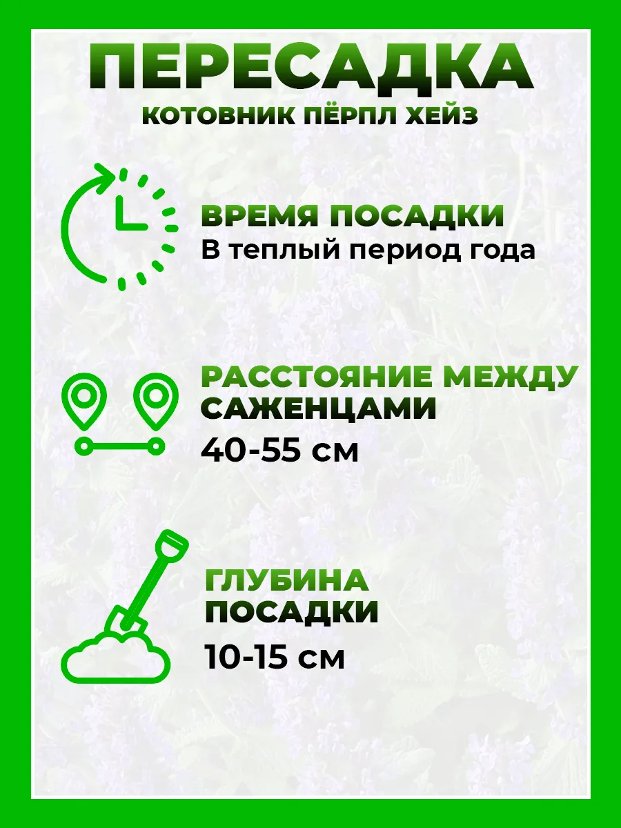 Котовник фассена Пёрпл Хейз