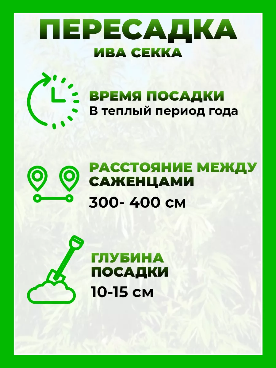 Ива Удинская Секка