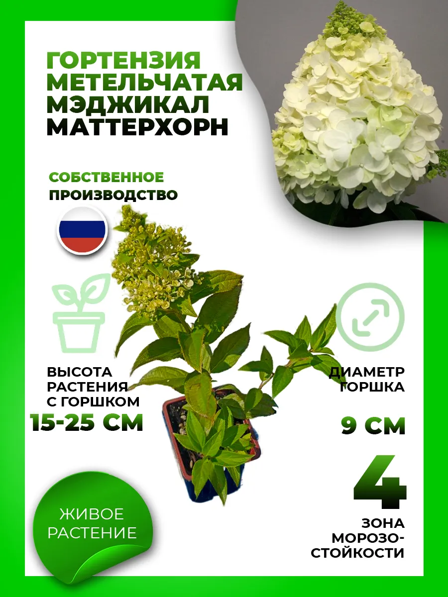 Гортензия метельчатая Мэджикал Маттерхорн