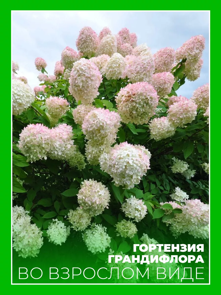 Гортензия метельчатая Грандифлора