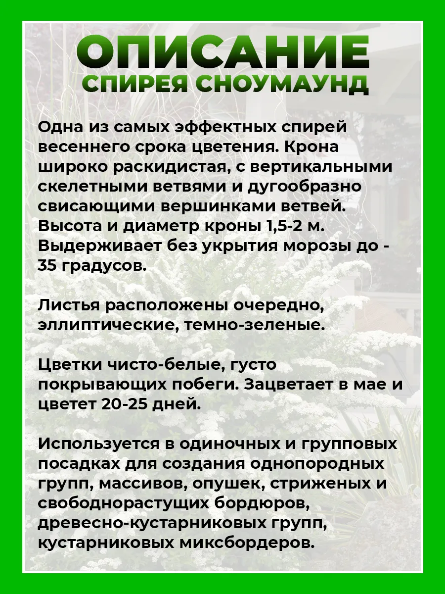 Спирея ниппонская Сноумаунд