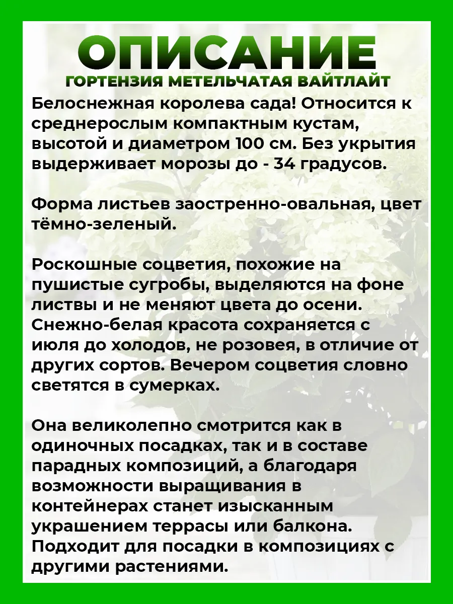Гортензия метельчатая Гарденлайт Вайтлайт