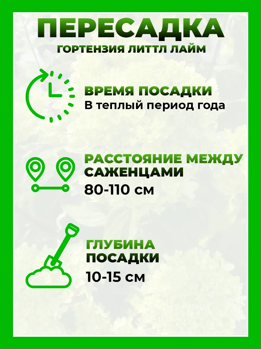 Гортензия метельчатая Литтл Лайм