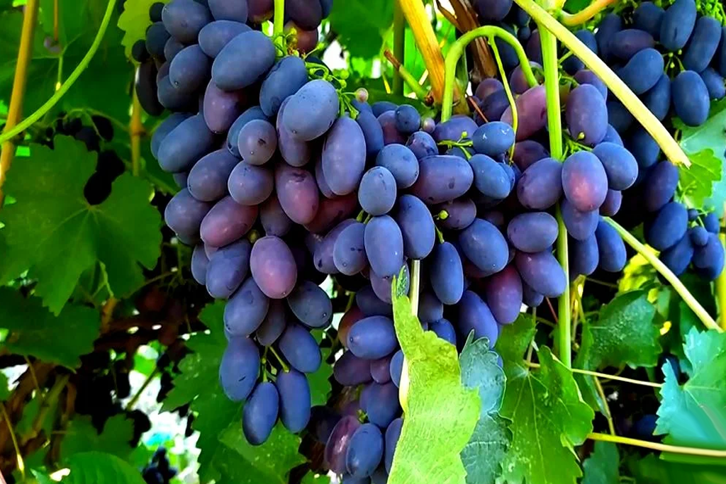 Виноград Кодрянка С2,5