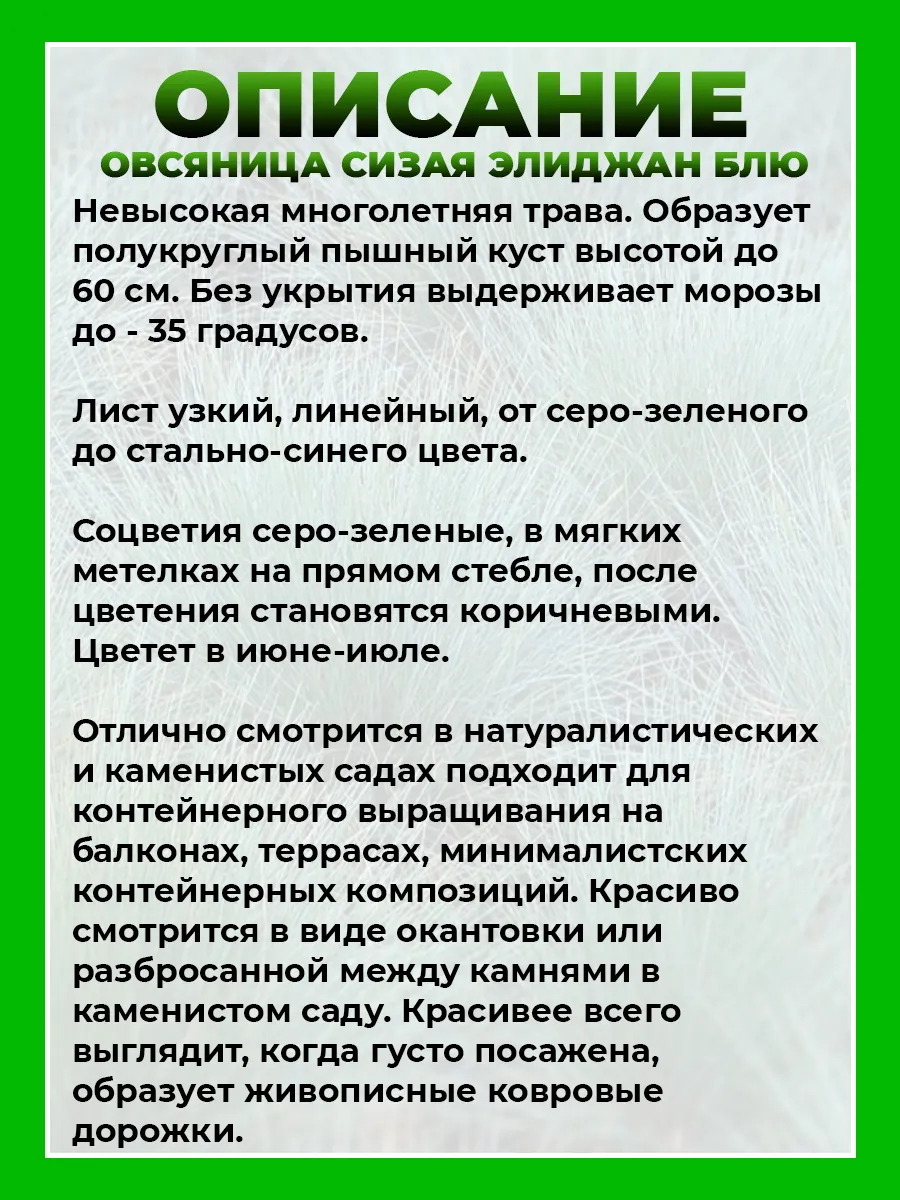 Овсяница сизая Элиджан Блю
