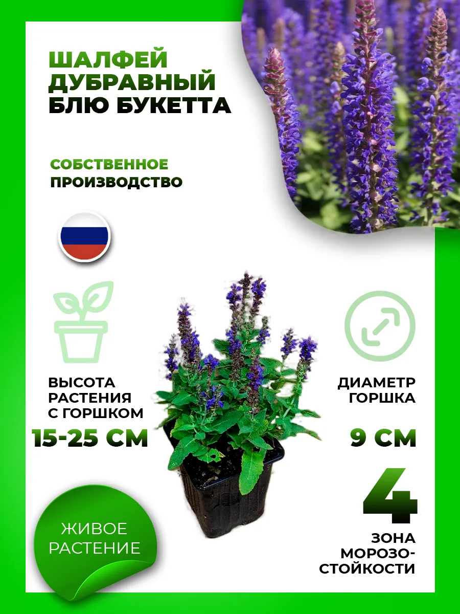Шалфей дубравный Блю Букетта