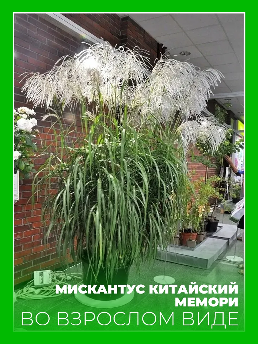 Мискантус китайский Мемори