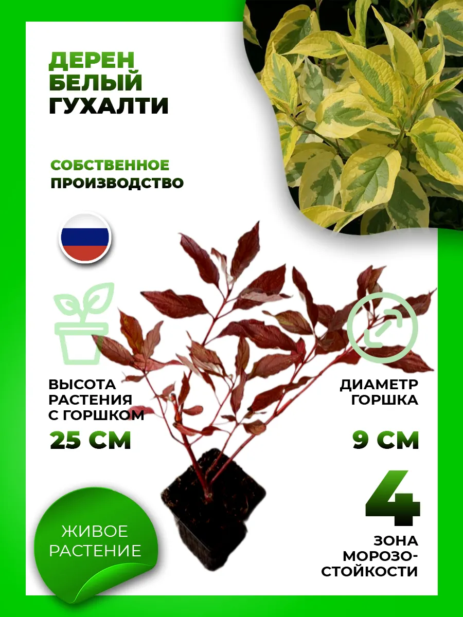 Дерен белый Гухалти