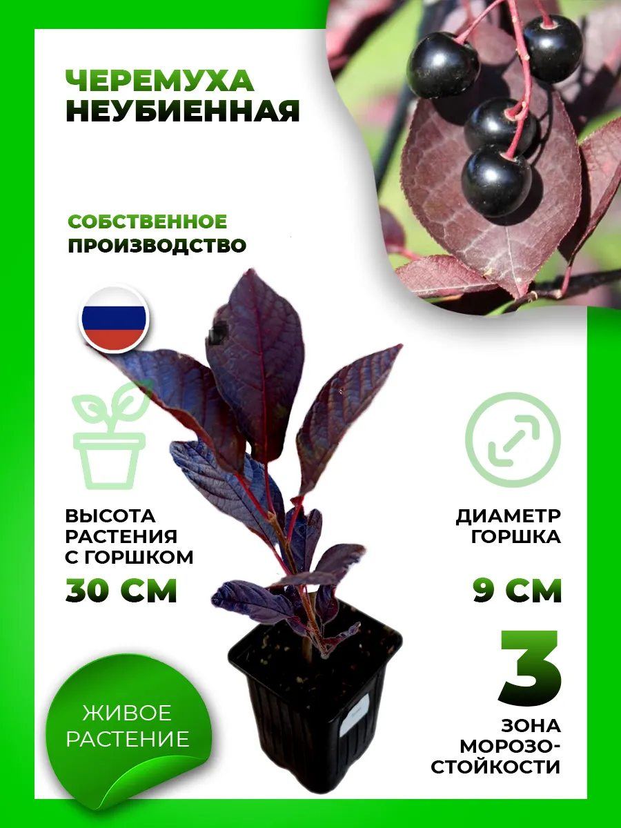 Черемуха Неубиенная