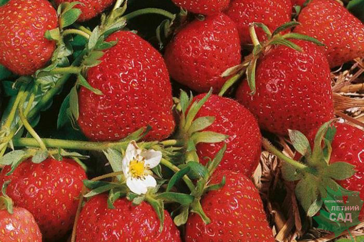 Клубника Флоренс Р9