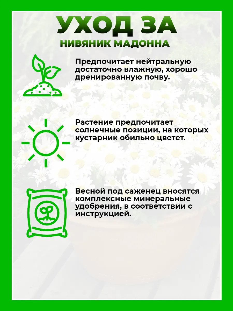 Нивяник Мадонна
