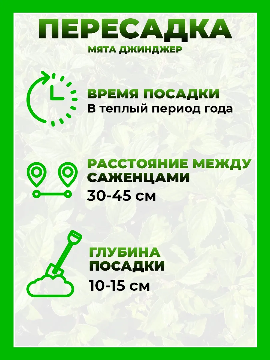 Мята Джинджер (имбирная)