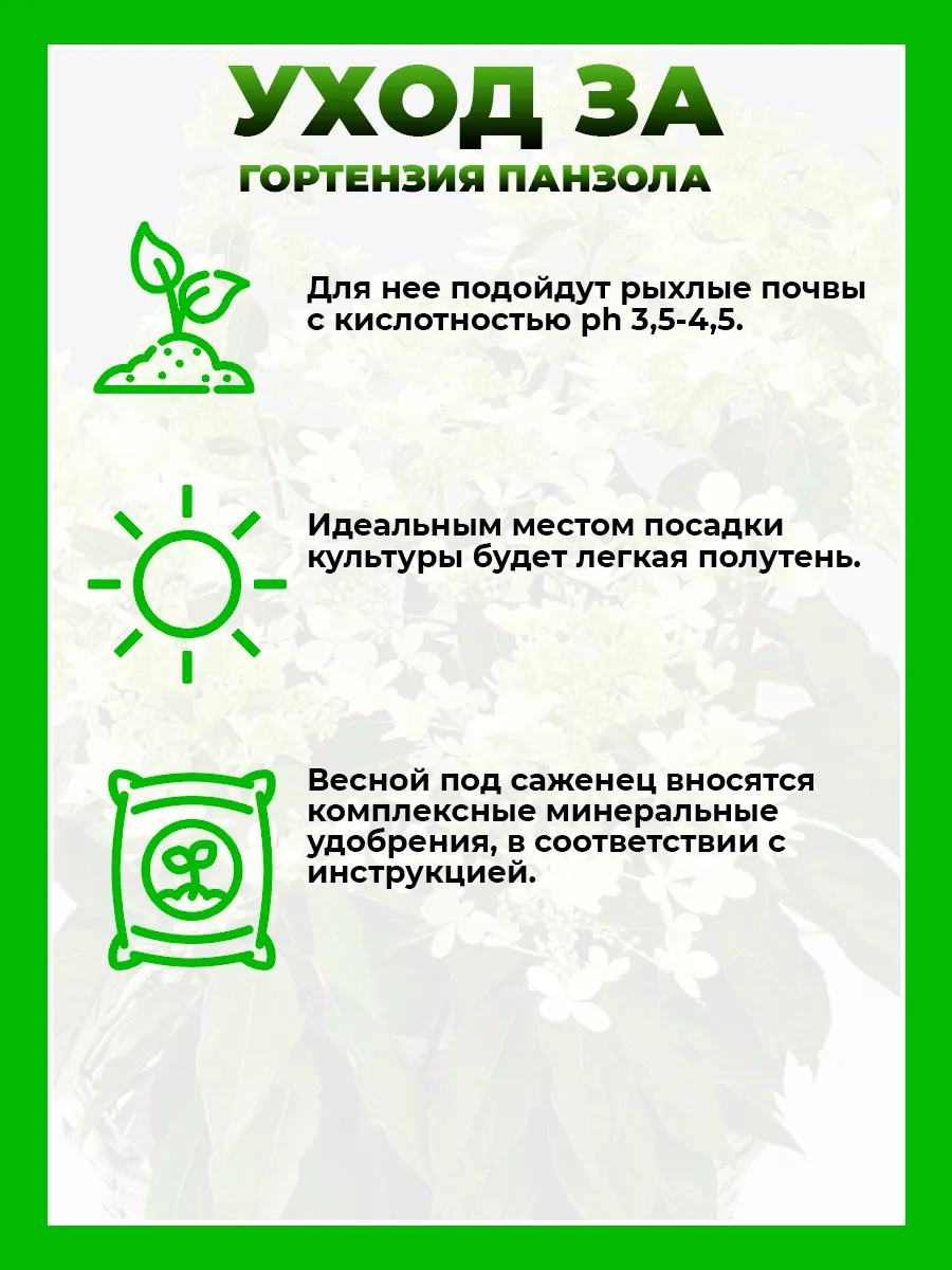 Гортензия метельчатая Панзола