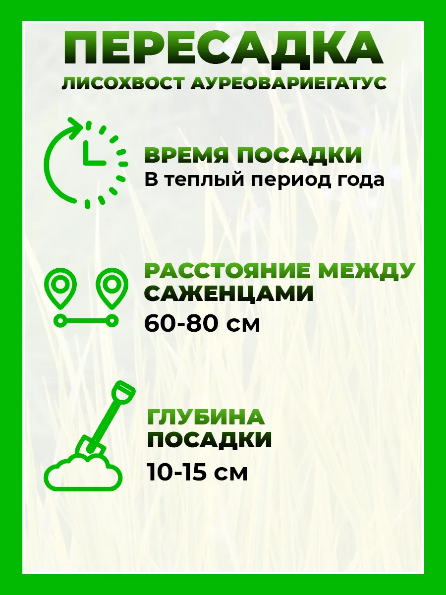 Лисохвост луговой Ауреовариегатус