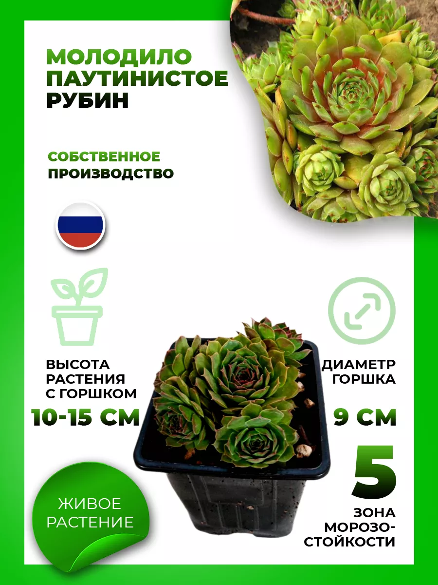 Молодило паутинистое Рубин