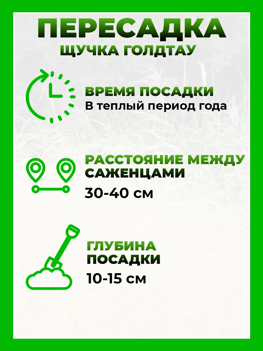 Щучка дернистая Голдтау