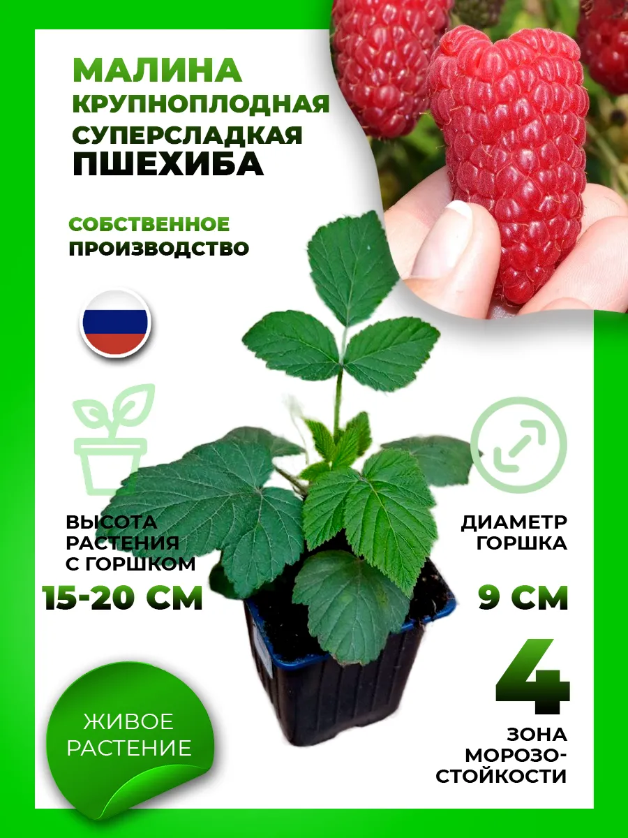 Малина Пшехиба