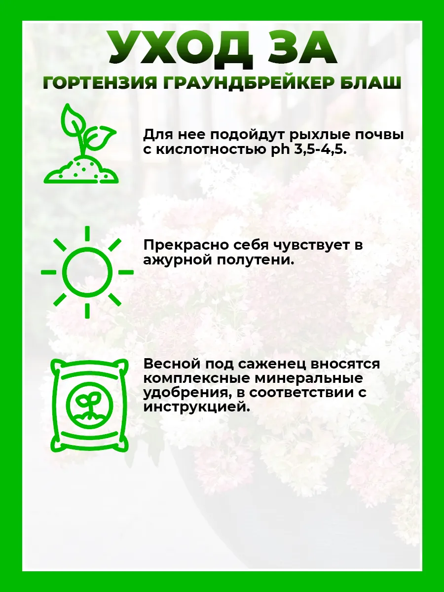 Гортензия метельчатая Граундбрейкер Блаш