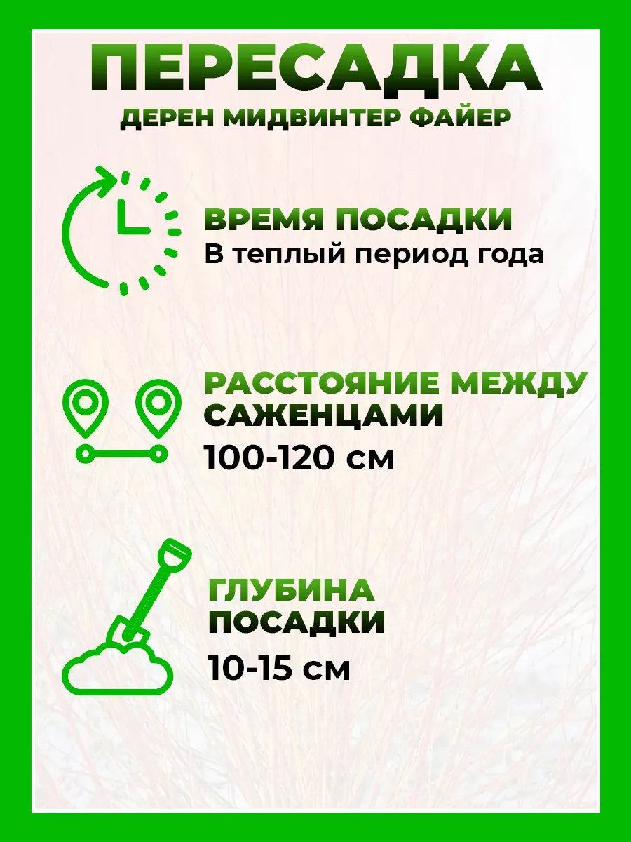 Дерен кроваво-красный Мидвинтер Файер