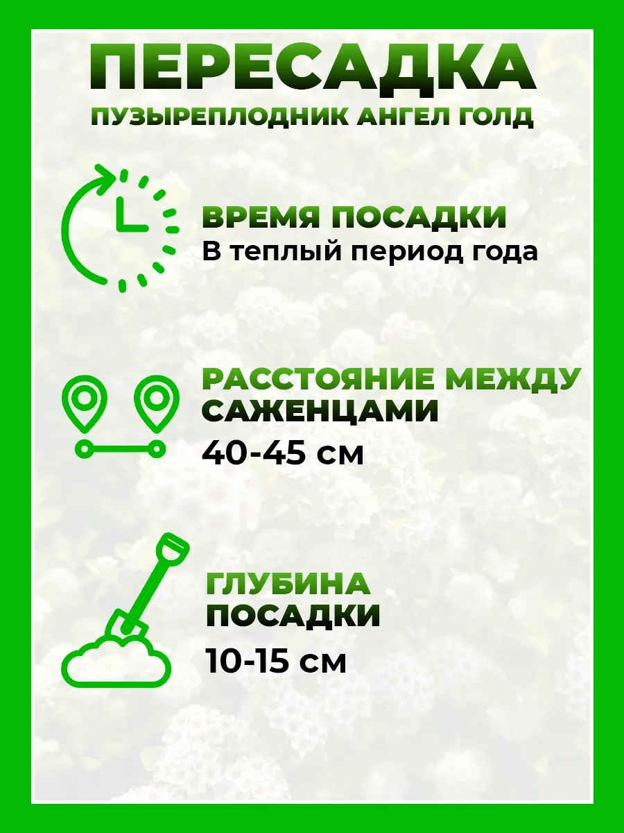 Пузыреплодник калинолистный Ангел Голд