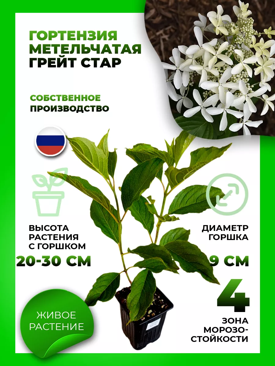 Гортензия метельчатая Грейт Стар