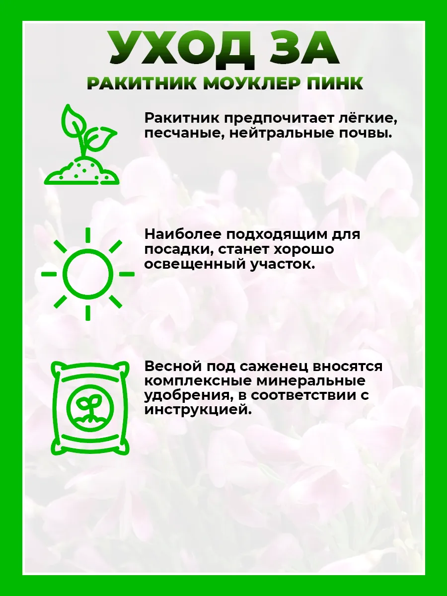 Ракитник ранний Моуклер Пинк