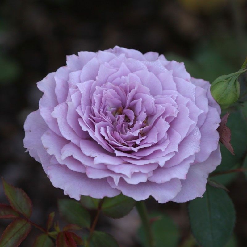 Лавендер роза фото