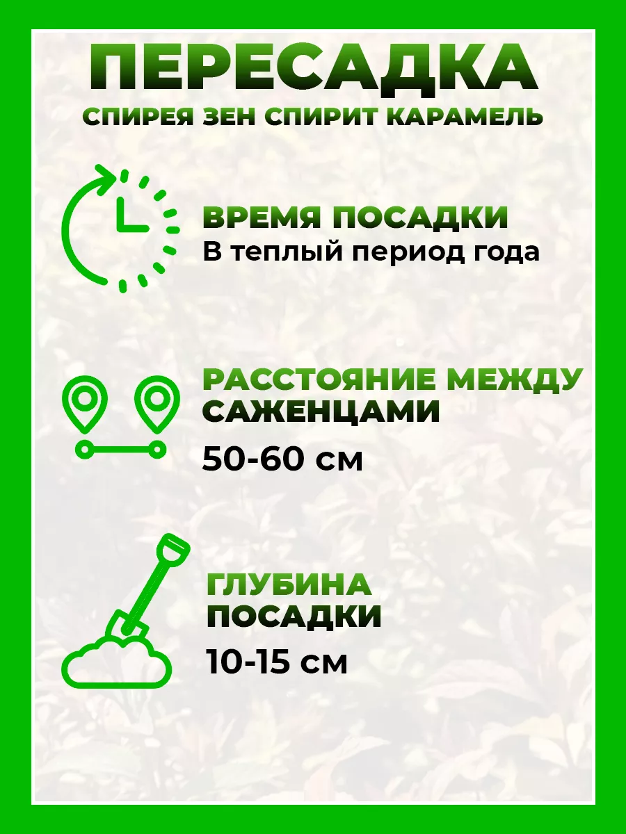 Спирея японская Зен Спирит Карамель