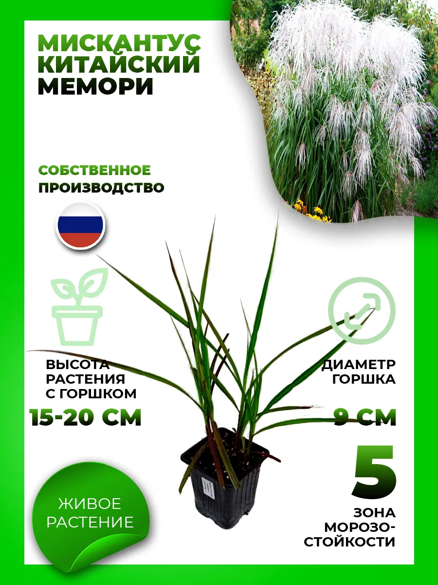Мискантус китайский Мемори
